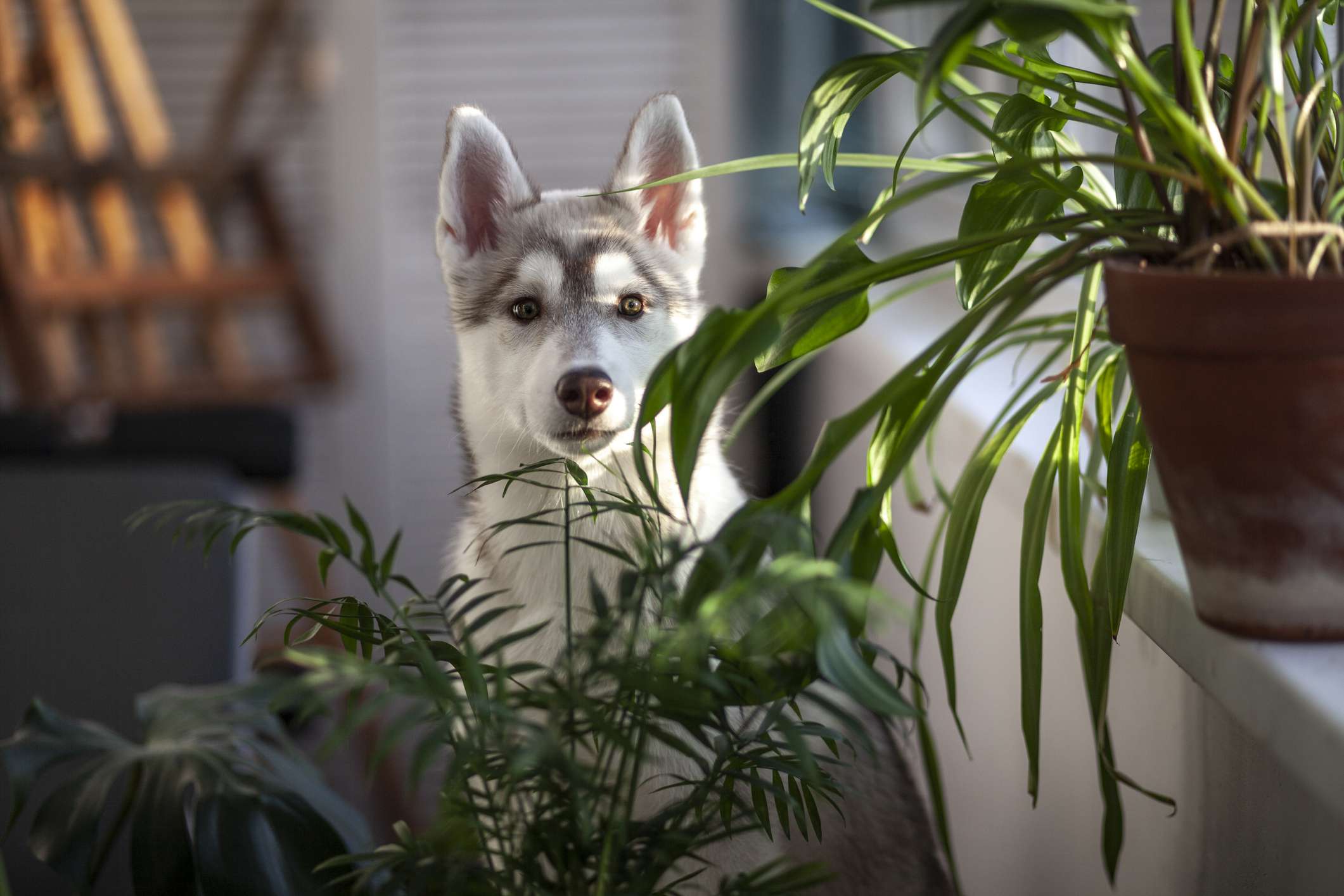 Easy-to-Grow Houseplants for a Lively Home