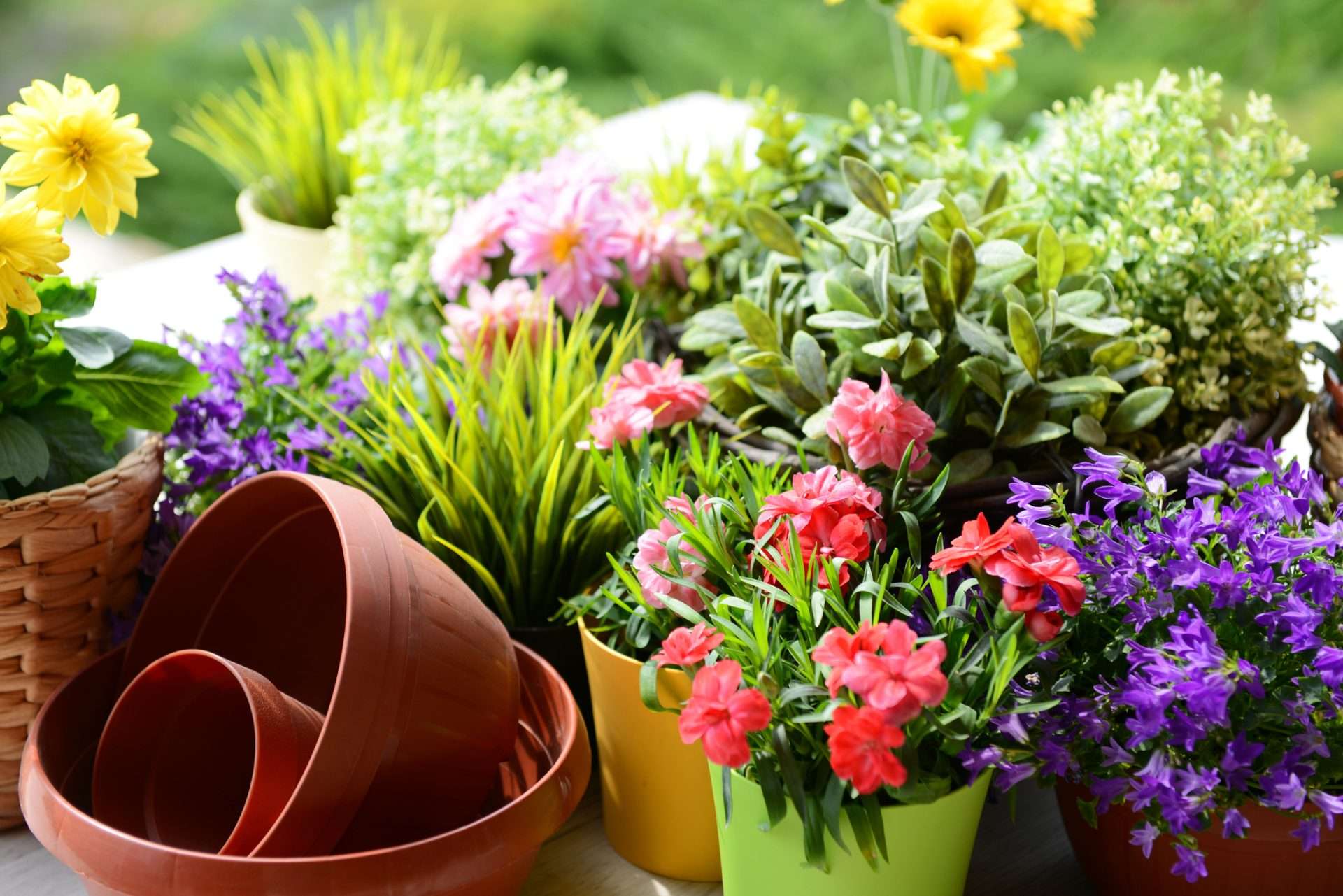 See Your Garden Flourish This Spring